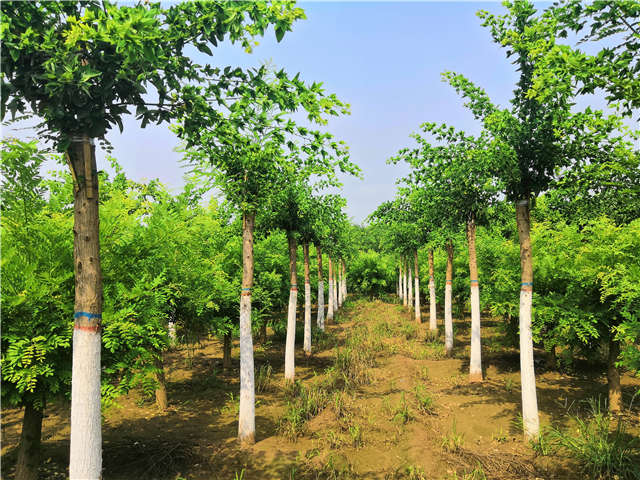沭阳长景园林蝴蝶槐种植基地实拍图片 沭阳长景园林蝴蝶槐种植基地实拍图片
