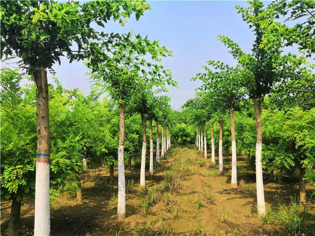 沭阳长景园林蝴蝶槐种植基地实拍图片