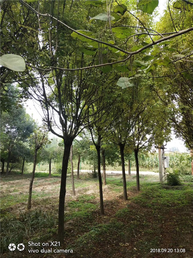 金枝白蜡照片种植基地实拍 金枝白蜡照片种植基地实拍