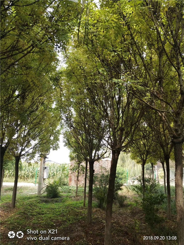 金枝白蜡照片种植基地实拍 金枝白蜡照片种植基地实拍