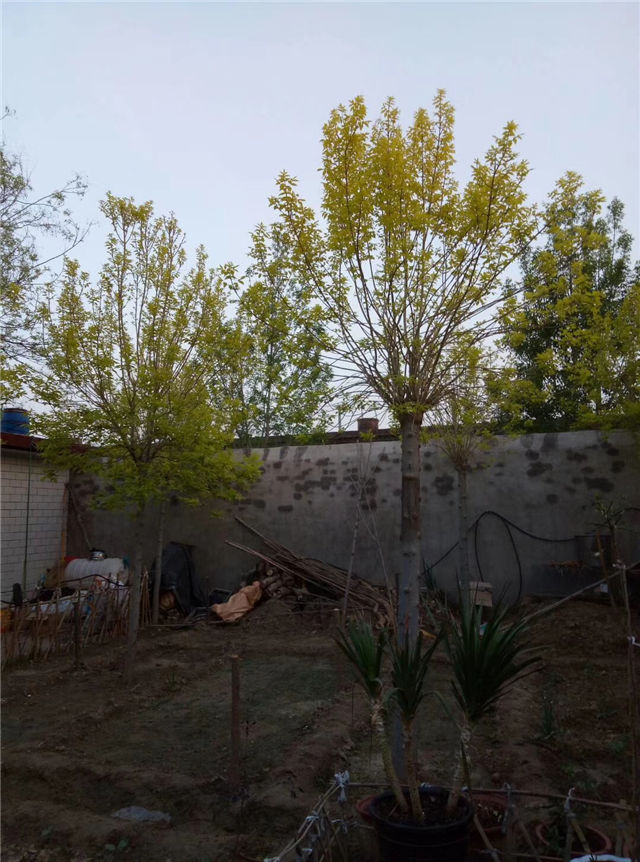 金枝白蜡照片种植基地实拍 金枝白蜡照片种植基地实拍