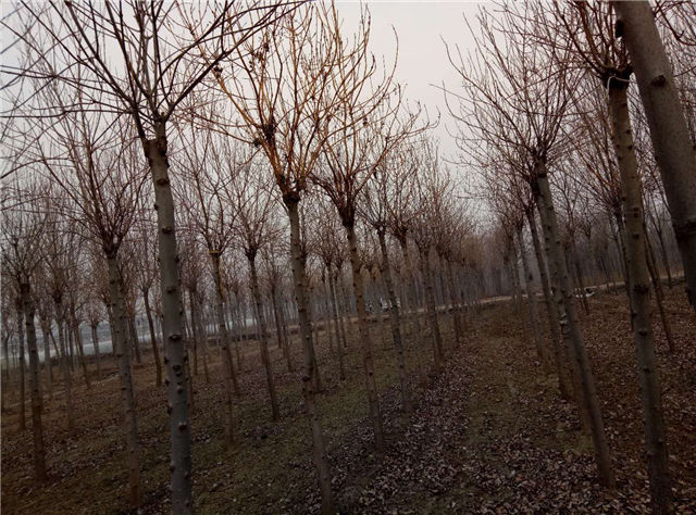 金枝白蜡照片种植基地实拍