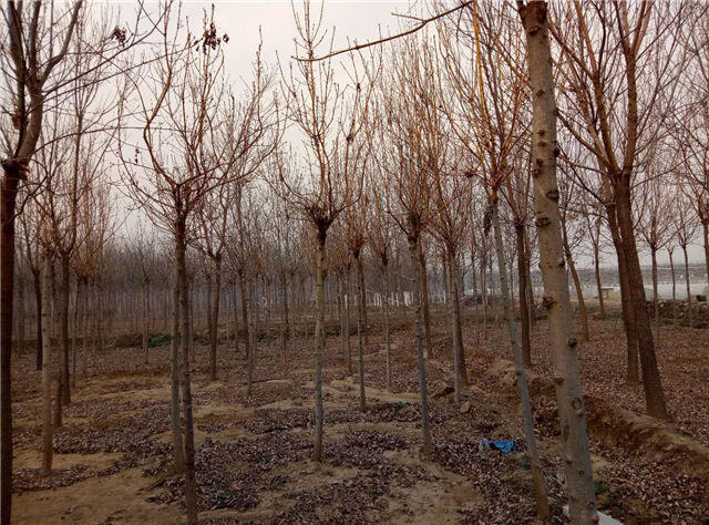 金枝白蜡照片种植基地实拍