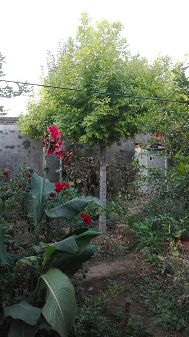 金枝白蜡照片种植基地实拍