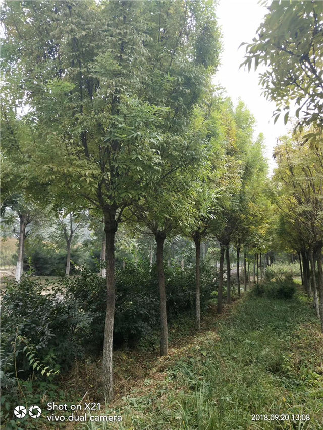 金枝白蜡照片种植基地实拍 金枝白蜡照片种植基地实拍