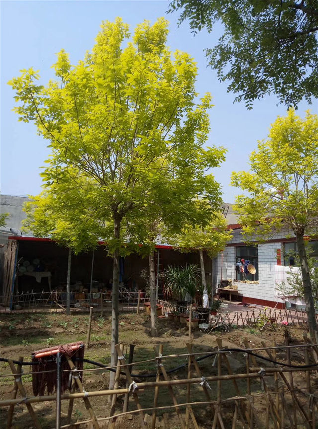 金枝白蜡照片种植基地实拍 金枝白蜡照片种植基地实拍