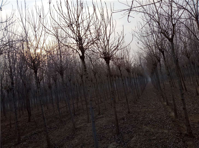 金枝白蜡照片种植基地实拍 金枝白蜡照片种植基地实拍
