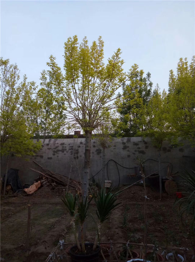 金枝白蜡照片种植基地实拍 金枝白蜡照片种植基地实拍