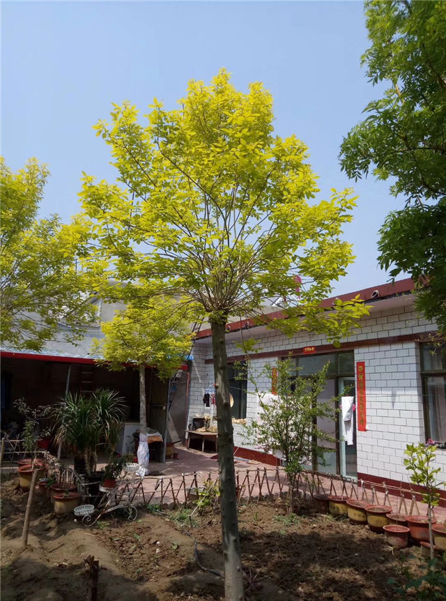 金枝白蜡照片种植基地实拍 金枝白蜡照片种植基地实拍