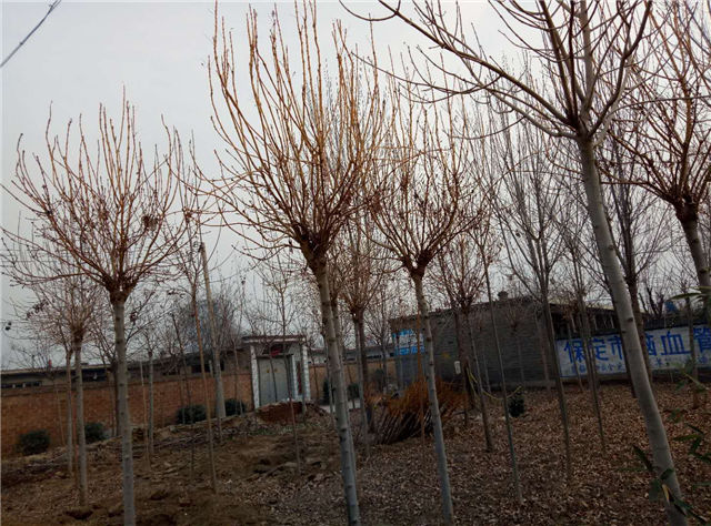 金枝白蜡照片种植基地实拍 金枝白蜡照片种植基地实拍
