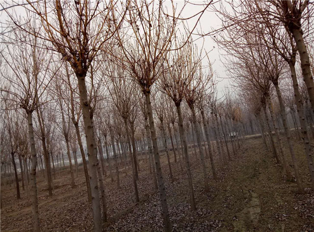 金枝白蜡照片种植基地实拍