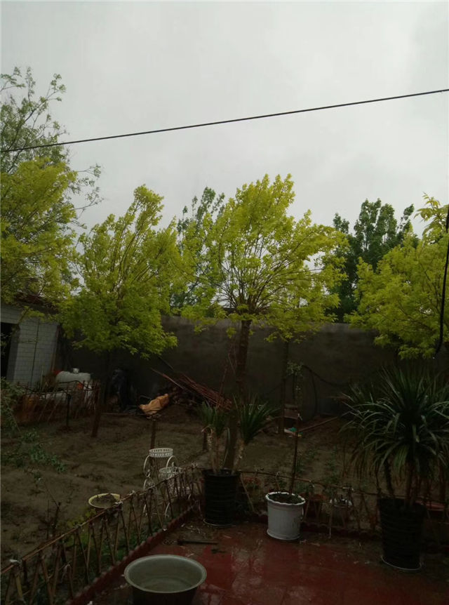 金枝白蜡照片种植基地实拍 金枝白蜡照片种植基地实拍
