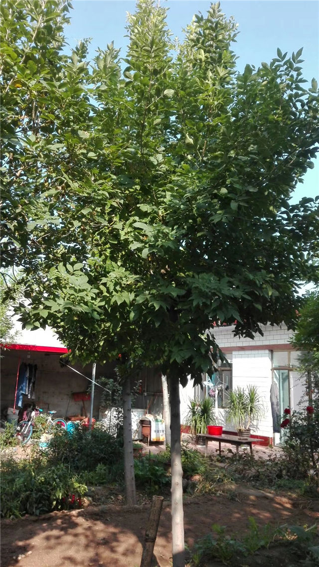 金枝白蜡照片种植基地实拍 金枝白蜡照片种植基地实拍