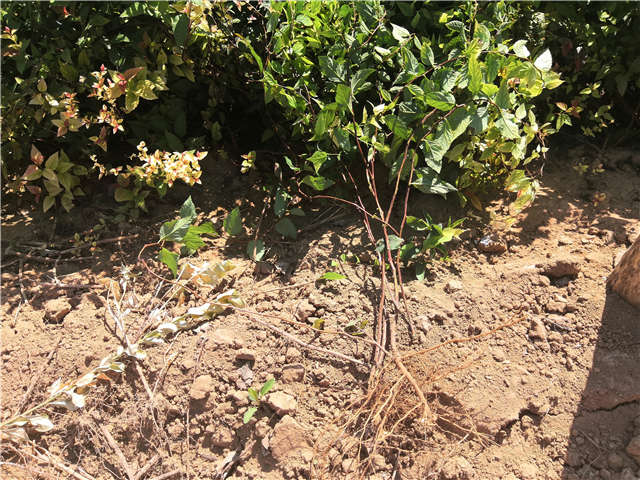 沭阳长景园林绣线菊种植基地实拍图片 沭阳长景园林绣线菊种植基地实拍图片