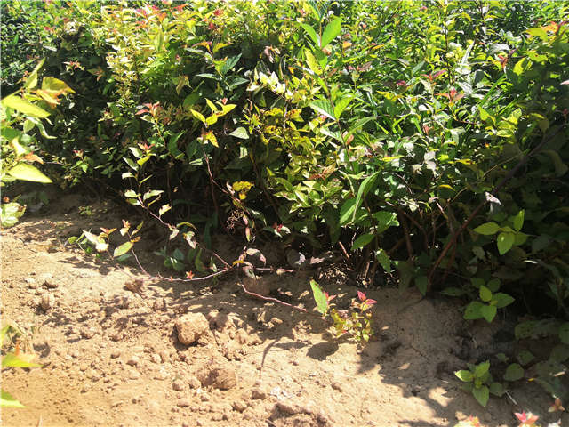 沭阳长景园林绣线菊种植基地实拍图片 沭阳长景园林绣线菊种植基地实拍图片