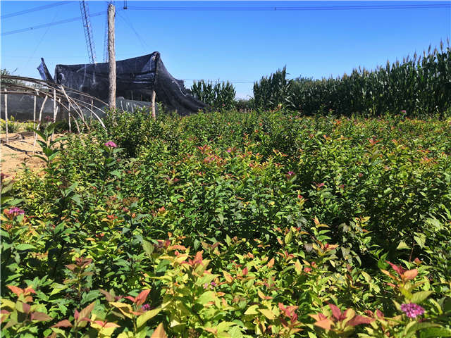 沭阳长景园林绣线菊种植基地实拍图片 沭阳长景园林绣线菊种植基地实拍图片