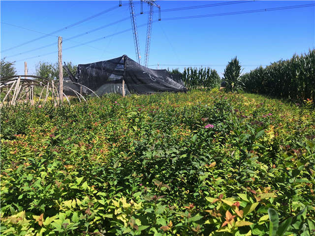 沭阳长景园林绣线菊种植基地实拍图片 沭阳长景园林绣线菊种植基地实拍图片