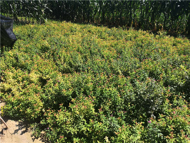 沭阳长景园林绣线菊种植基地实拍图片 沭阳长景园林绣线菊种植基地实拍图片