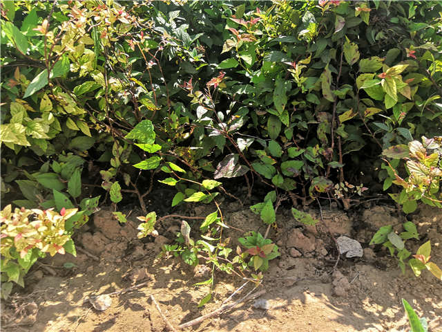 沭阳长景园林绣线菊种植基地实拍图片 沭阳长景园林绣线菊种植基地实拍图片