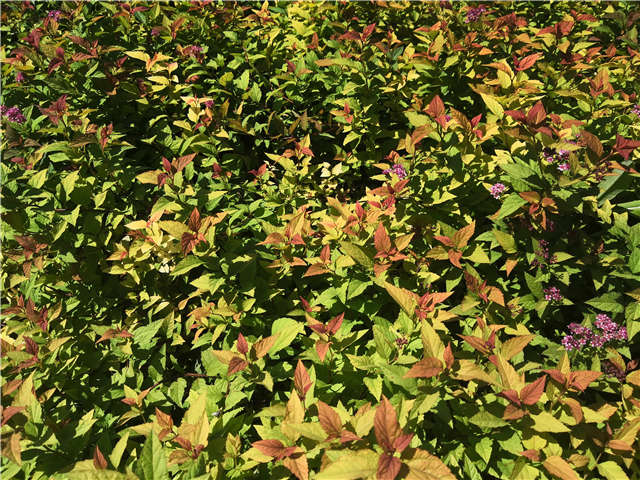 沭阳长景园林绣线菊种植基地实拍图片 沭阳长景园林绣线菊种植基地实拍图片