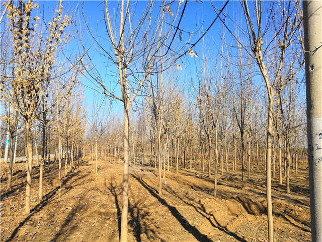 沭阳长景园林金叶复叶槭种植基地实拍图片 沭阳长景园林金叶复叶槭种植基地实拍图片