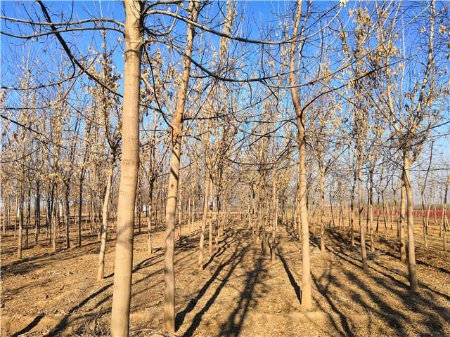 沭阳长景园林金叶复叶槭种植基地实拍图片 沭阳长景园林金叶复叶槭种植基地实拍图片