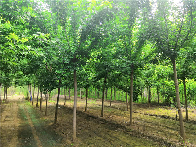 沭阳长景园林金叶复叶槭种植基地实拍图片 沭阳长景园林金叶复叶槭种植基地实拍图片
