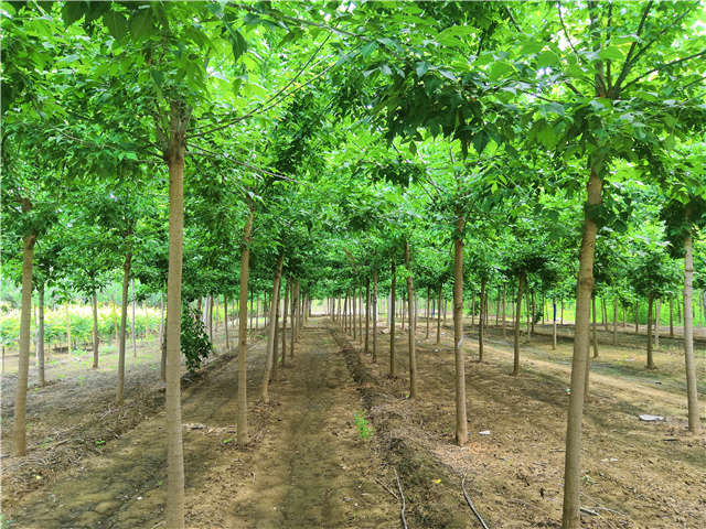 沭阳长景园林金叶复叶槭种植基地实拍图片 沭阳长景园林金叶复叶槭种植基地实拍图片