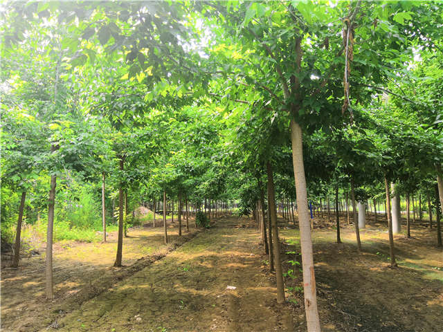 沭阳长景园林金叶复叶槭种植基地实拍图片 沭阳长景园林金叶复叶槭种植基地实拍图片