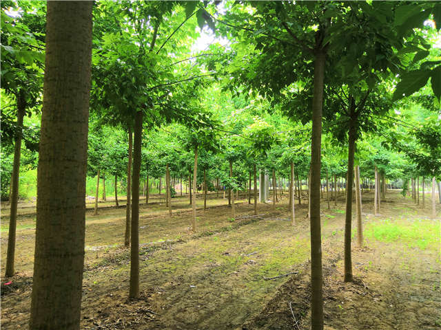 沭阳长景园林金叶复叶槭种植基地实拍图片 沭阳长景园林金叶复叶槭种植基地实拍图片