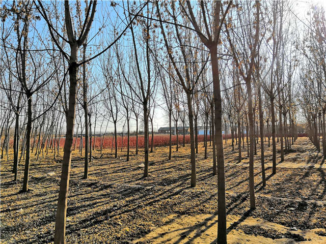沭阳长景园林金叶复叶槭种植基地实拍图片 沭阳长景园林金叶复叶槭种植基地实拍图片