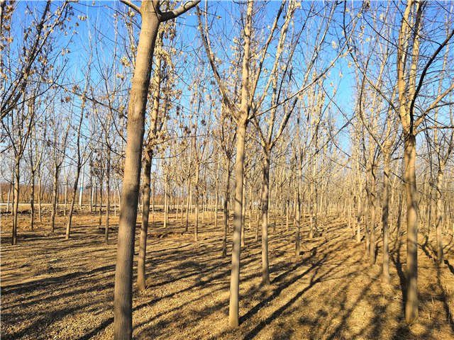 沭阳长景园林金叶复叶槭种植基地实拍图片 沭阳长景园林金叶复叶槭种植基地实拍图片