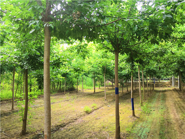 沭阳长景园林金叶复叶槭种植基地实拍图片 沭阳长景园林金叶复叶槭种植基地实拍图片
