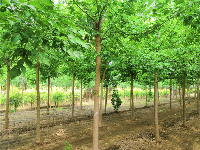 沭阳长景园林金叶复叶槭种植基地实拍图片 沭阳长景园林金叶复叶槭种植基地实拍图片