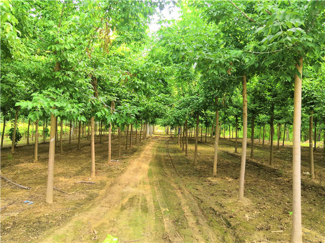 沭阳长景园林金叶复叶槭种植基地实拍图片 沭阳长景园林金叶复叶槭种植基地实拍图片