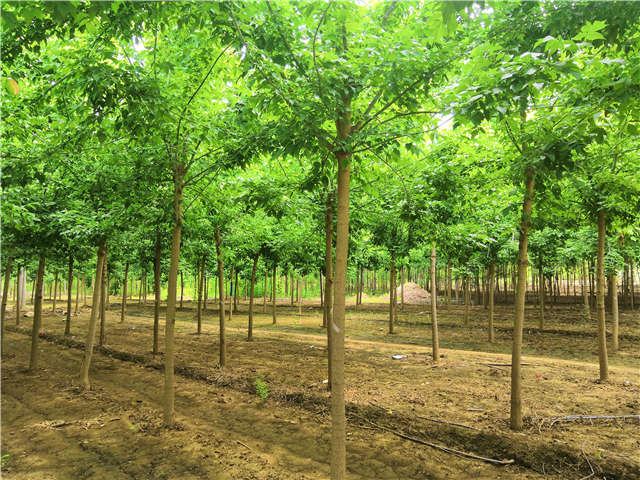 沭阳长景园林金叶复叶槭种植基地实拍图片 沭阳长景园林金叶复叶槭种植基地实拍图片