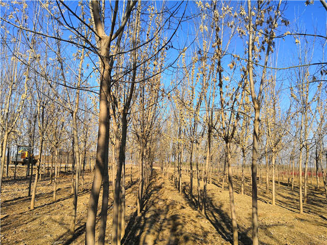 沭阳长景园林金叶复叶槭种植基地实拍图片 沭阳长景园林金叶复叶槭种植基地实拍图片