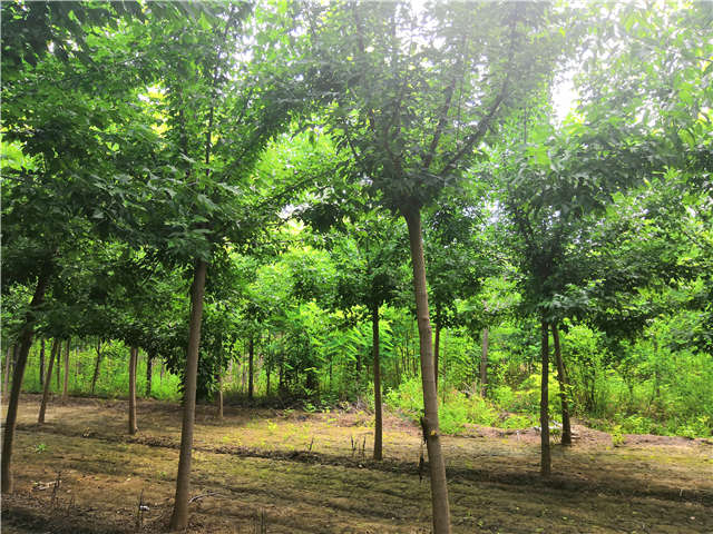 沭阳长景园林金叶复叶槭种植基地实拍图片 沭阳长景园林金叶复叶槭种植基地实拍图片