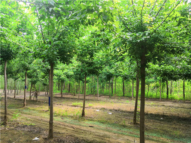 沭阳长景园林金叶复叶槭种植基地实拍图片 沭阳长景园林金叶复叶槭种植基地实拍图片