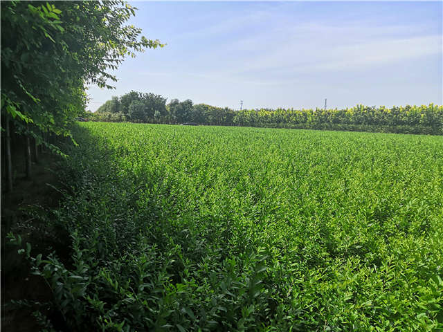 沭阳长景园林水蜡种植基地实拍图片 沭阳长景园林水蜡种植基地实拍图片
