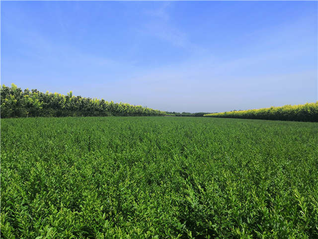沭阳长景园林水蜡种植基地实拍图片 沭阳长景园林水蜡种植基地实拍图片