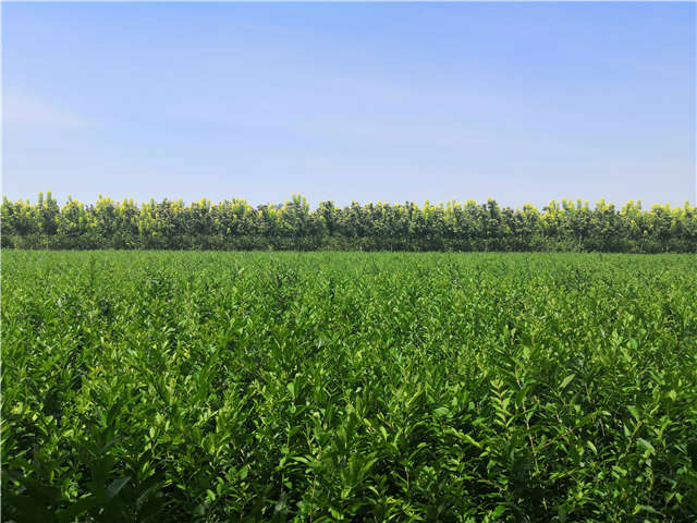 沭阳长景园林水蜡种植基地实拍图片 沭阳长景园林水蜡种植基地实拍图片