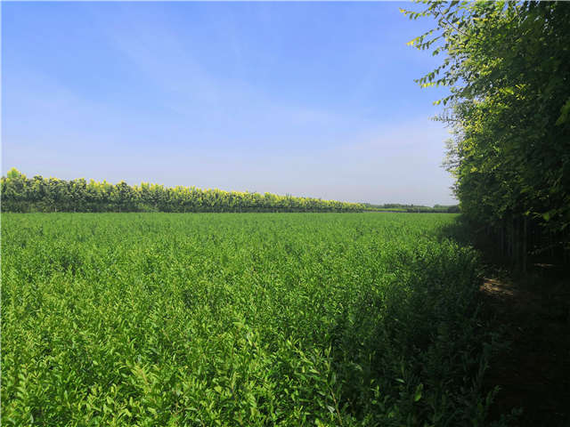 沭阳长景园林水蜡种植基地实拍图片 沭阳长景园林水蜡种植基地实拍图片