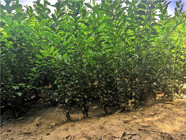 沭阳长景园林水蜡种植基地实拍图片 沭阳长景园林水蜡种植基地实拍图片