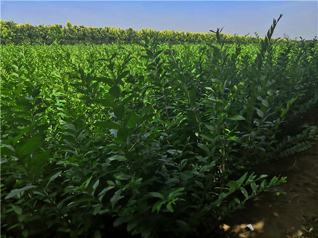 沭阳长景园林水蜡种植基地实拍图片 沭阳长景园林水蜡种植基地实拍图片