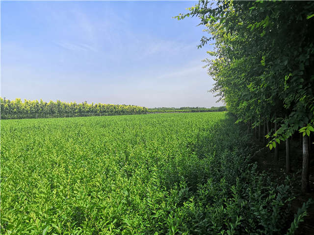 沭阳长景园林水蜡种植基地实拍图片 沭阳长景园林水蜡种植基地实拍图片