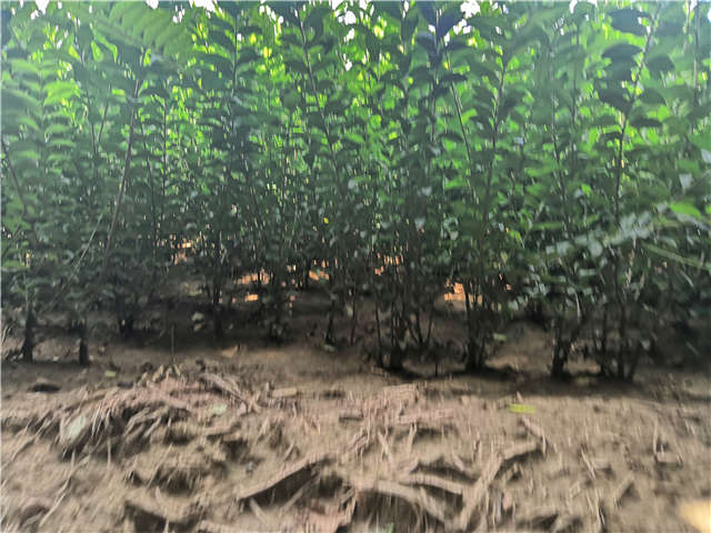 沭阳长景园林水蜡种植基地实拍图片 沭阳长景园林水蜡种植基地实拍图片