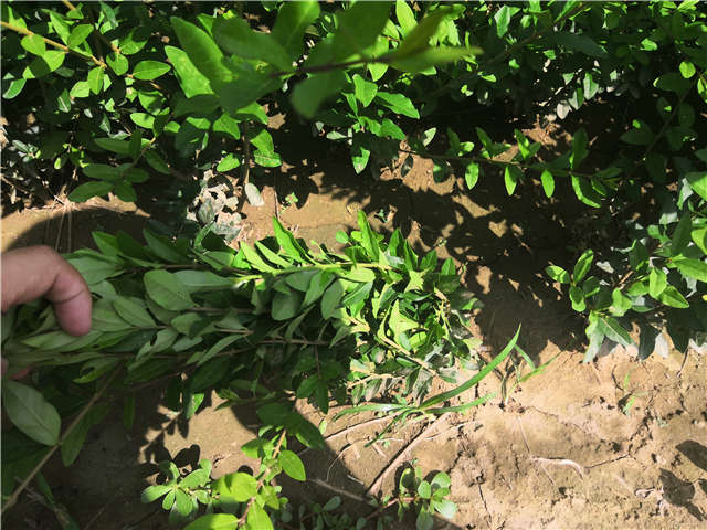沭阳长景园林水蜡种植基地实拍图片 沭阳长景园林水蜡种植基地实拍图片