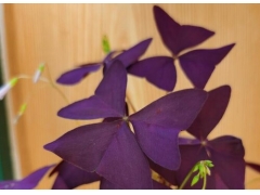 酢浆草四季开花吗