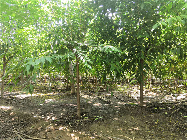 沭阳长景园林山桃种植基地实拍图片